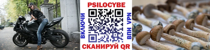 Купить  Зеленоградск  Псилоцибиновые грибы Psilocybe 